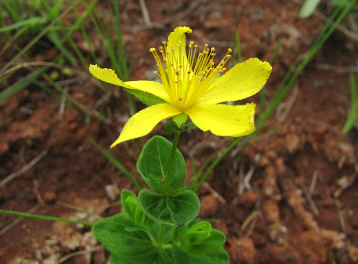 Hypericum aethiopicum